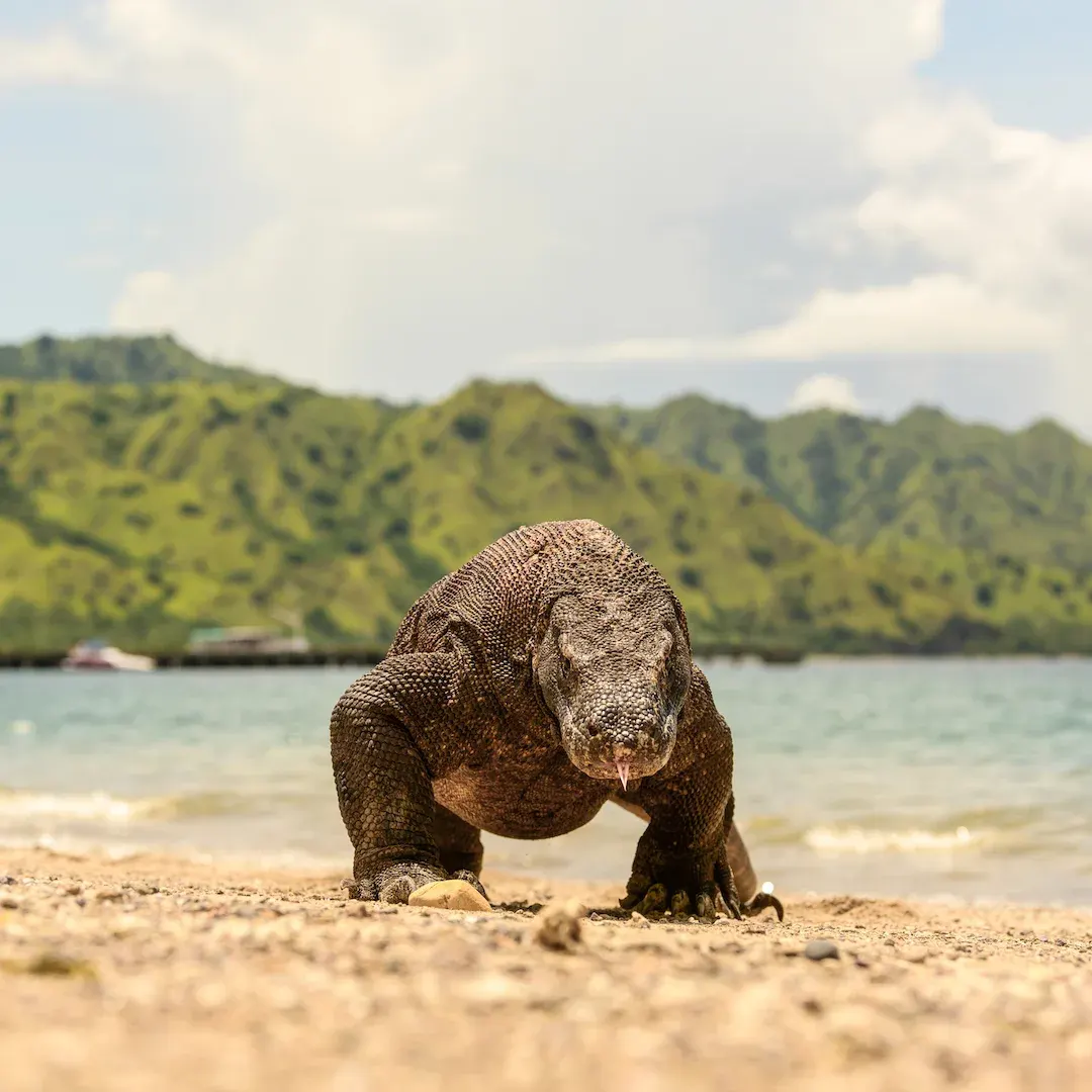 Komodo dragon on a sun-baked beach