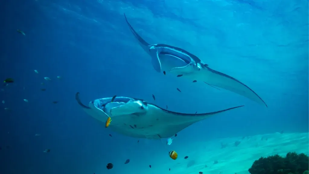 Manta ray gliding through clear water